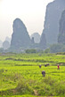 Chinese rice plantation