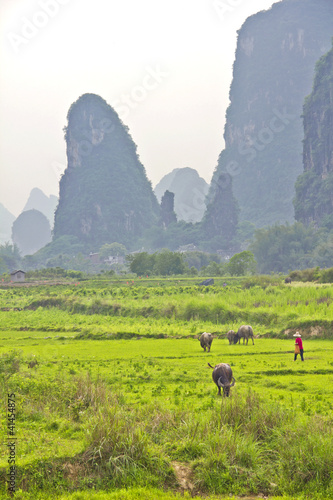 Photo: Chinese rice plantation Chinese rice plantation