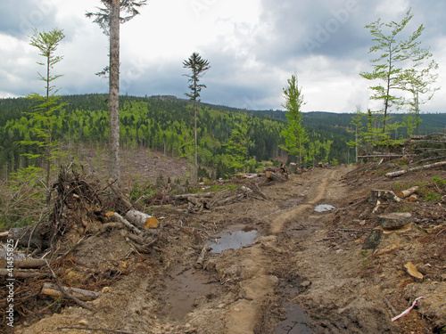 Photo: Deforestation in national park Bohemian Forest. Deforestation in national park Bohemian Forest.
