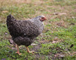 Black and white hen
