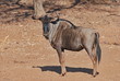 Gnu in freier Wildbahn