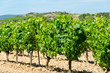 Vignes languedociennes