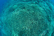 Hard corals from above