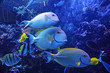 Tropical Fish