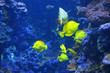 Tropical Fish