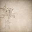 lily retro design
