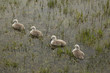 Cygne
