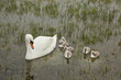 Cygne