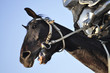 horse and knight