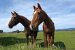 Two curious horses in pasture