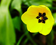 Yellow tulip