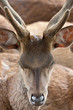 tête de cerf de java