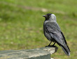 Jackdaw