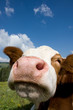 Mucca al pascolo