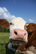 Mucca sulle dolomiti