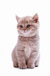Young cat of the British breed
