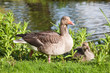 Gans mit Küken auf Wiese am See