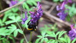 Bumblebee on a violet flower it is large