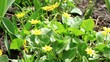 Spring blooms of yellow flowers primroses (Ranunculus ficaria)