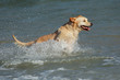 Photo: Golden retriever running and playing in shallow water Golden retriever running and playing in shallow water
