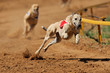 Sprinting greyhounds