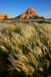 Waving grasses, Spitzkoppe, Namibia