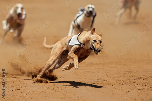 Photo: Sprinting greyhounds Sprinting greyhounds