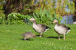Gänsefamilie auf Wiese beim Fressen Gänsefamilie auf Wiese beim Fressen