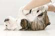 wounded puppy