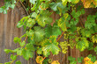 Weintrauben, Weinfass, Weinblätter, Weinbau, Herbst