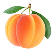 Detalii fotografie Two fresh apricots isolated on white