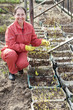 Mature woman with seedlings at hothouse Mature woman with seedlings at hothouse