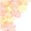 Autumn macro leaf of maple. Vector bacground.