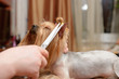 grooming