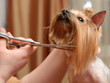 grooming