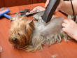 grooming