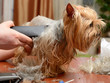 grooming