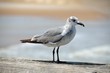 Photo: Seagull Perched On Fishing Pier, Florida Seagull Perched On Fishing Pier, Florida