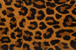Leopard print pattern