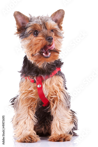 Photo: yorkshire puppy dog licking its nose yorkshire puppy dog licking its nose