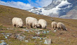 Herd of sheep