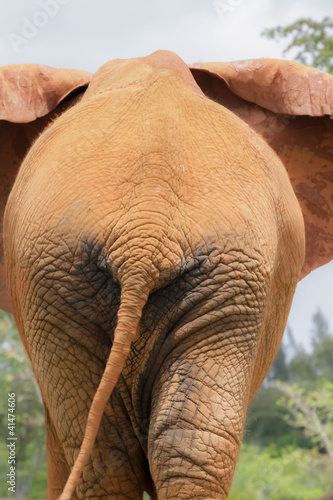 Foto: Elephant butt Elephant butt