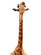 Foto: Giraffe head isolate on white Giraffe head isolate on white