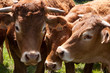troupeau de vaches