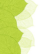 Fresh green leaves background - vector illustration