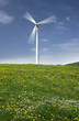Flowers and wind turbine in Leitza (Navarre)