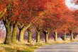 autumnal view of alley of chokeberry