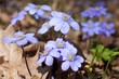 Photo: flowers of hepatica nobilis flowers of hepatica nobilis