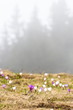 Crocus au matin