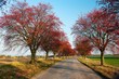 autumnal view of alley of chokeberry autumnal view of alley of chokeberry